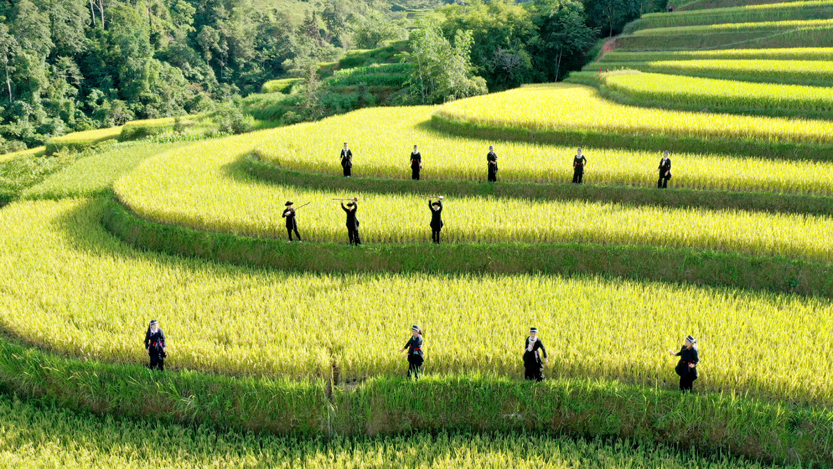 Farmers in traditional attire harvesting rice in the terraced fields of Hoang Su Phi, Vietnam