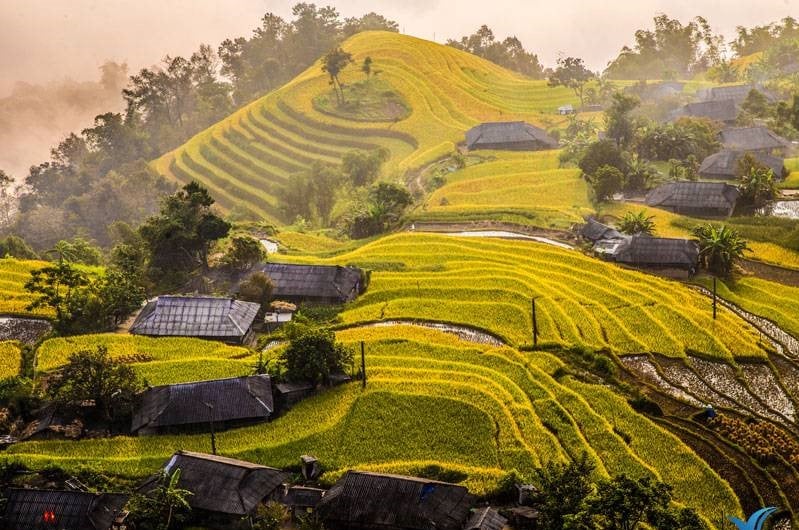 Traditional Hmong houses dotted amid rice paddies in Hoang Su Phi