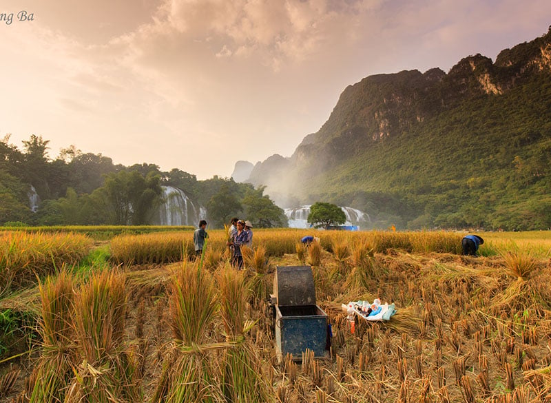 Harvest season on rice fields near Ban Gioc Falls, Cao Bang