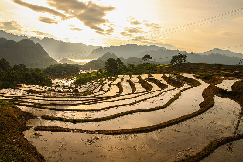 Terraced rice fields reflecting the golden sunlight in Pu Luong, Vietnam