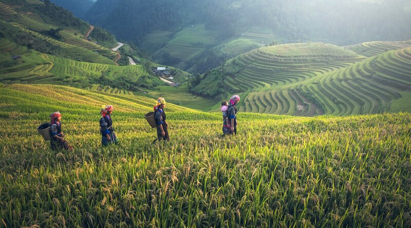 Stunning rice terraces in Sapa, Vietnam, with ethnic farmers harvesting crops