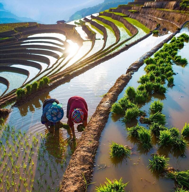 Rice Terraces in Mu Cang Chai