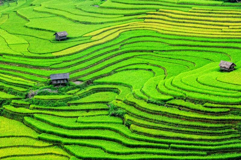 riziere vietnam