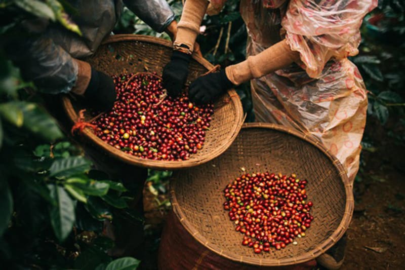 Robusta beans