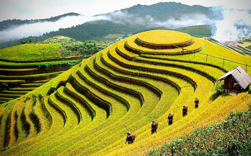 rice fields in Northern Vietnam