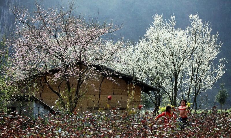 temporada de flores en sapa