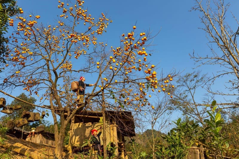 sapa trekking