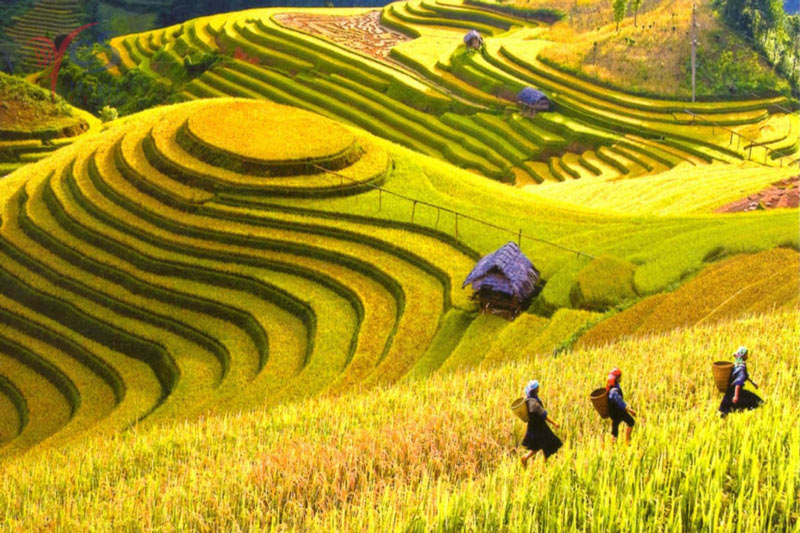 sapa harvest season