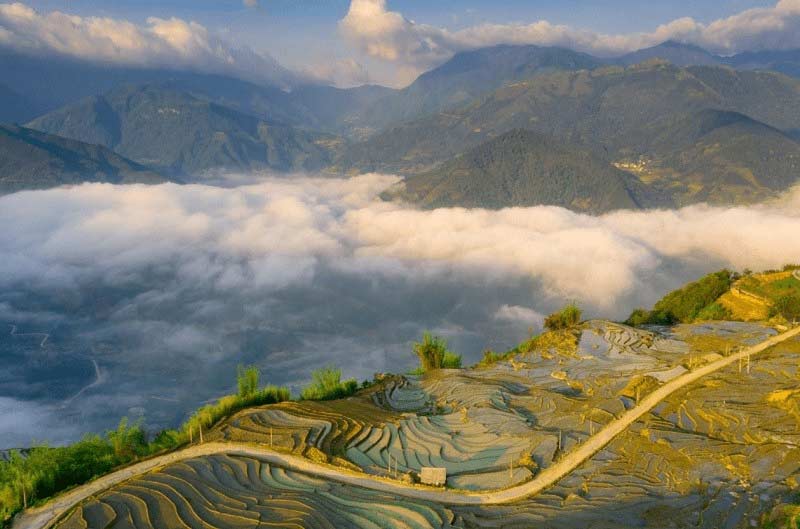 Rice Plant in Sapa