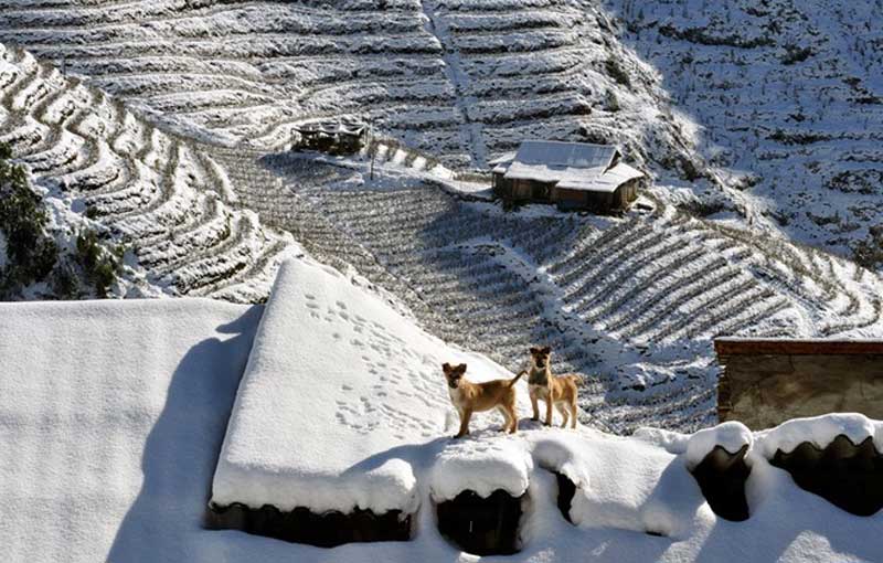 snow in sapa