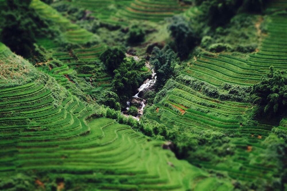 ta van rice fields in july