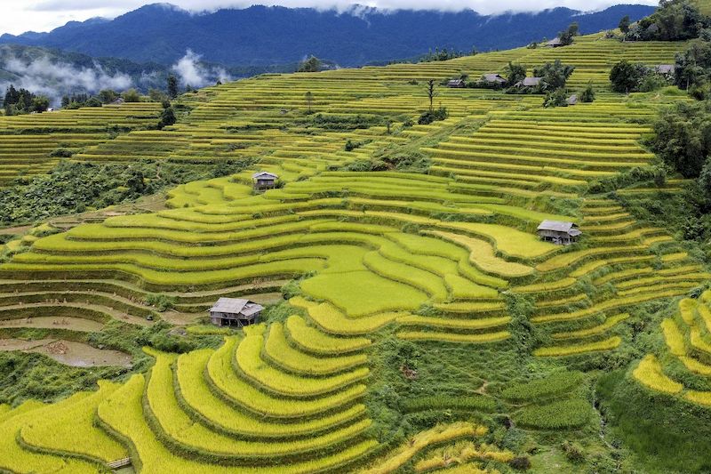 Yellow rice terraces in Sapa during September