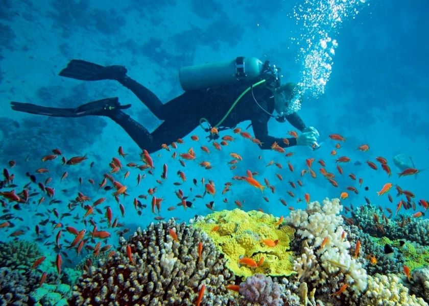 Snorkeling and coral viewing in Con Dao