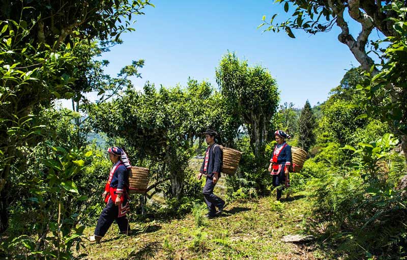 The locals harvest 'Shan tuyet', a premium tea from the region
