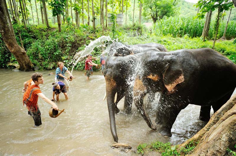 elephants in Koh Chang