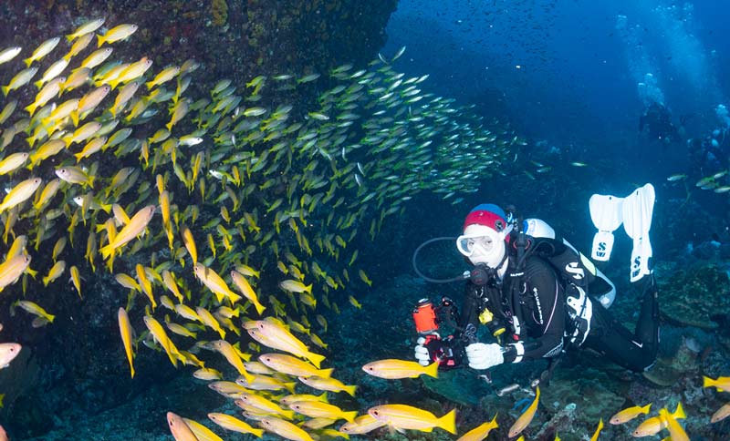 similan islands diving