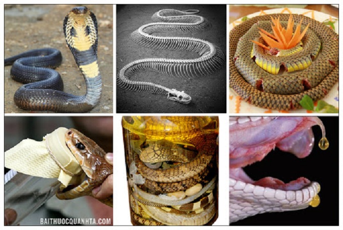 To make snake wine, you need to have a lot of knowledge about how to process snake.