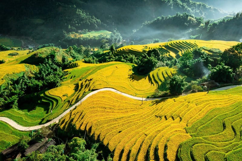 Striking landscape of North Vietnam, where golden rice terraces undulate in the morning light in an almost unreal calm.
