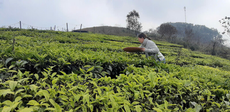 Customers at Kampá Tour are experiencing tea picking activities