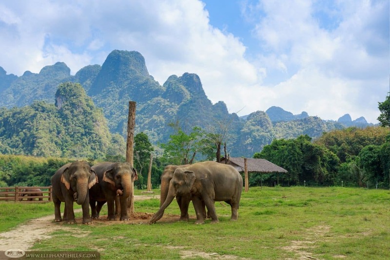 elefante tailandia en surat thani