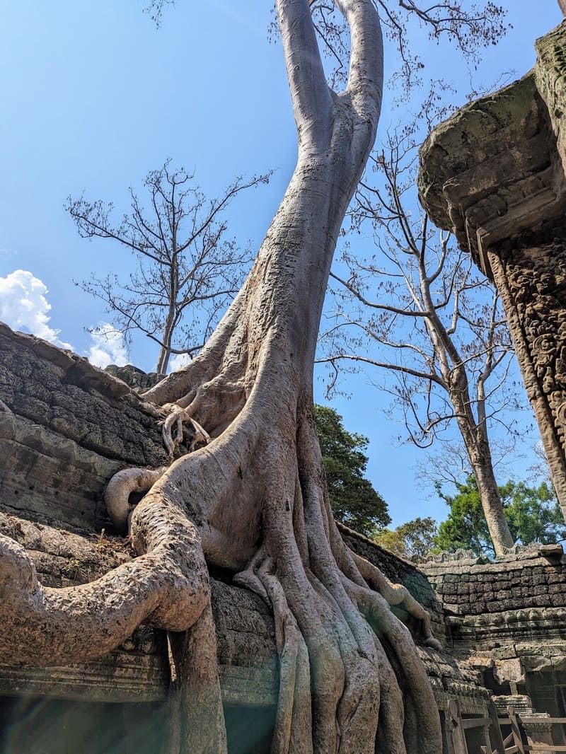 ta prohm