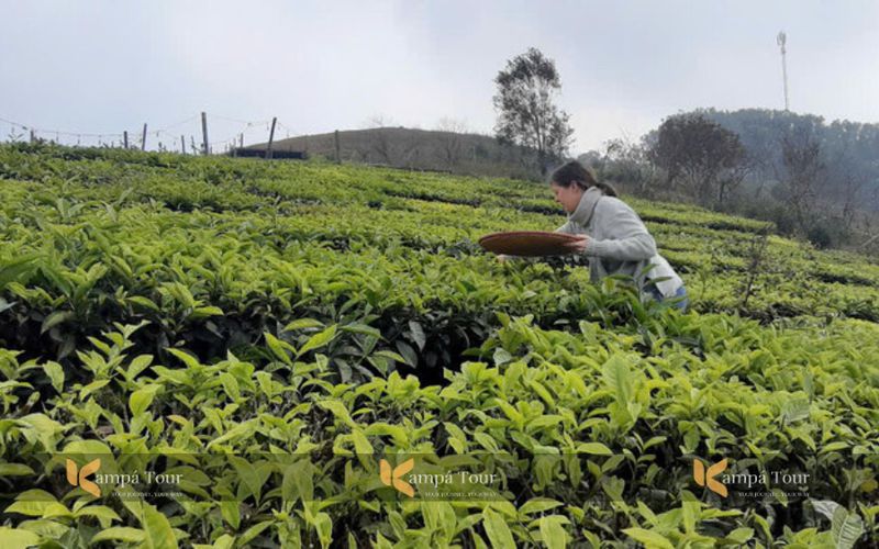 viajeros en ta van vietnam