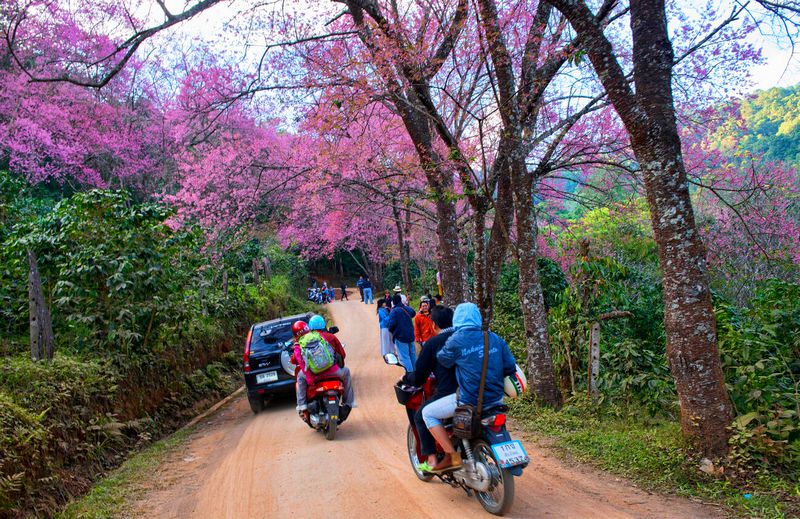 temporada de flor en chiang mai