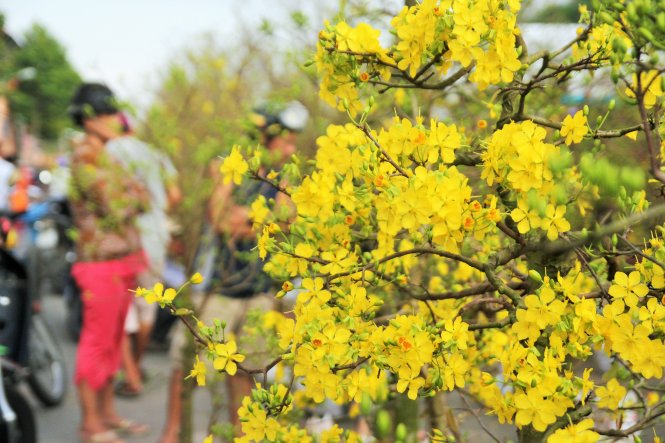 flores de tet