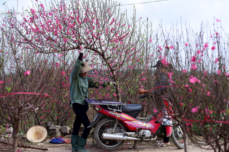 tet vietnam