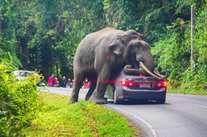 At Khao Yai National Park you will see lots of elephants