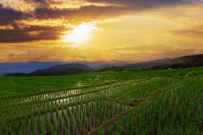 Rice fields and sunset in Chiang Mai