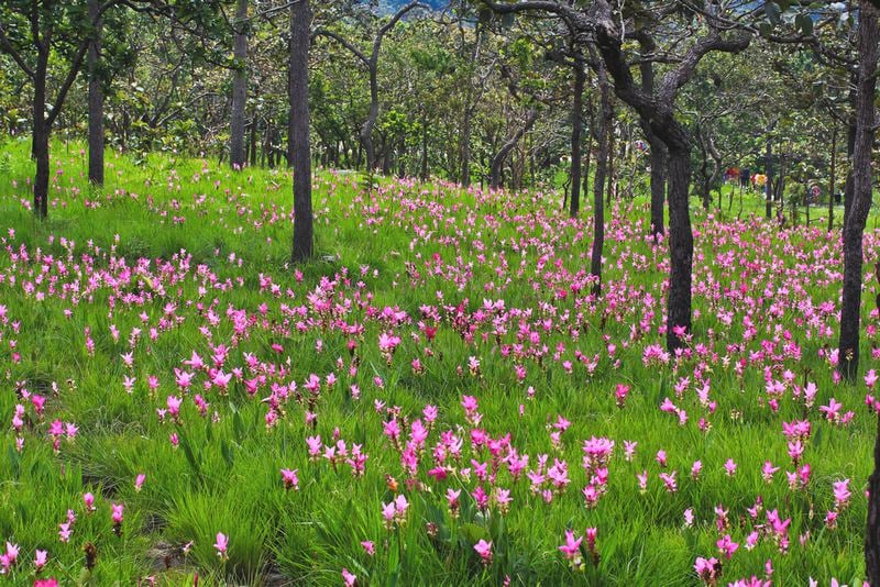 Admire the wild tulip fields of Pha Hin Ngam National Park.