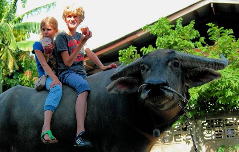 kids riding buffalo in Chiang Mai