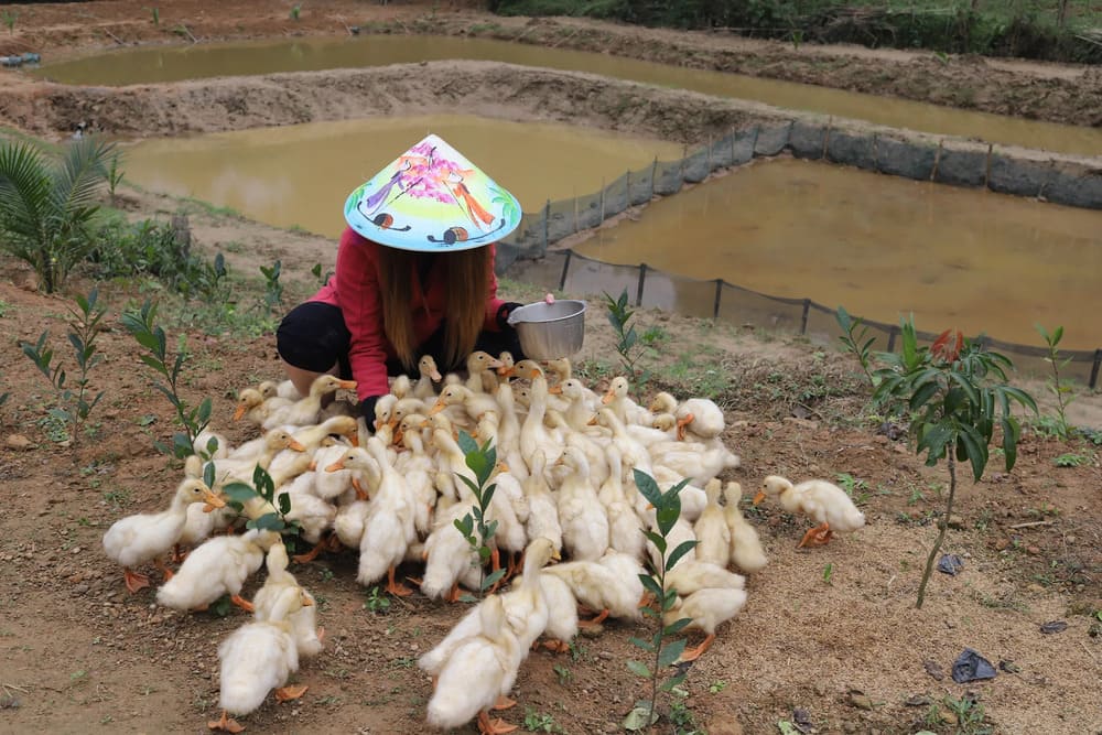 duck stop phong nha ethical or not?