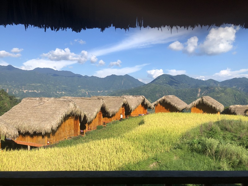 Ripe rice season in Hoang Su Phi