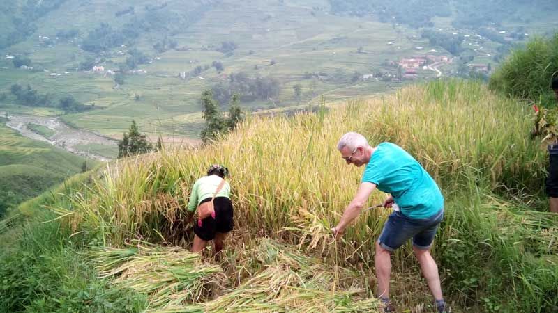 A visitor is experiencing the rice harvest with local people