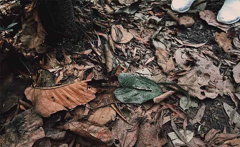 ¿Notas algo inusual? ¡Es una trampa! La hoja con la ramita es una observación, a través del cual el Viet Cong se hizo saber que una mina terrestre o trampa había sido construida aquí