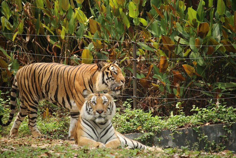 Zoológico de Ubon Ratchathani