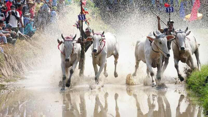 Valiant bulls at the bull racing festival in An Giang, Vietnam