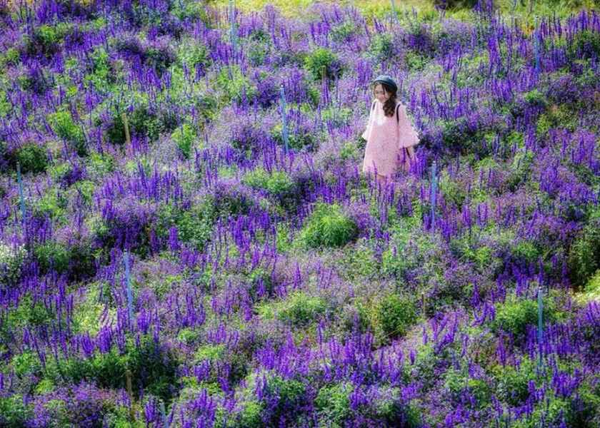 A woman in a pink dress walking through a vast purple lavender field in Da Lat, Vietnam.