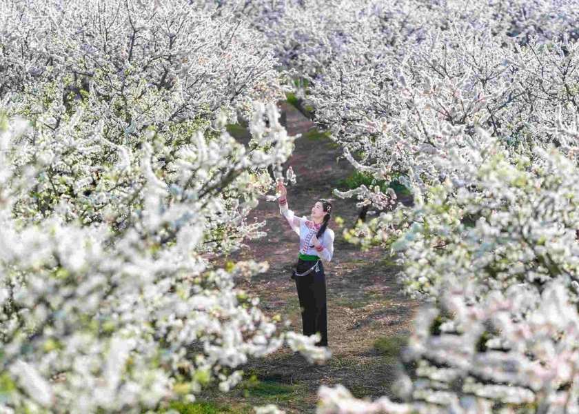 A young woman in traditional attire standing amidst a vast orchard of white plum blossoms in Moc Chau, Vietnam.