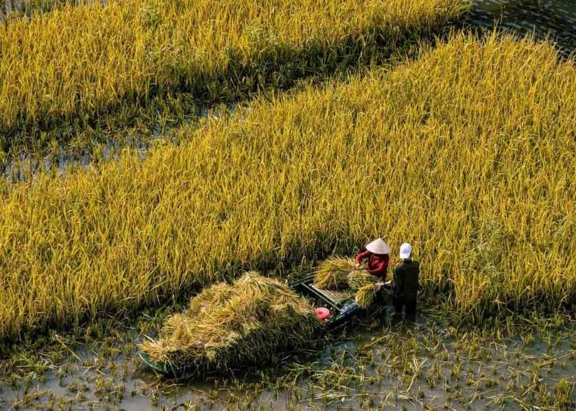 Farmers harvesting golden rice in a flooded field in Kha Luong Village, Ninh Binh, loading the crop onto a small boat.