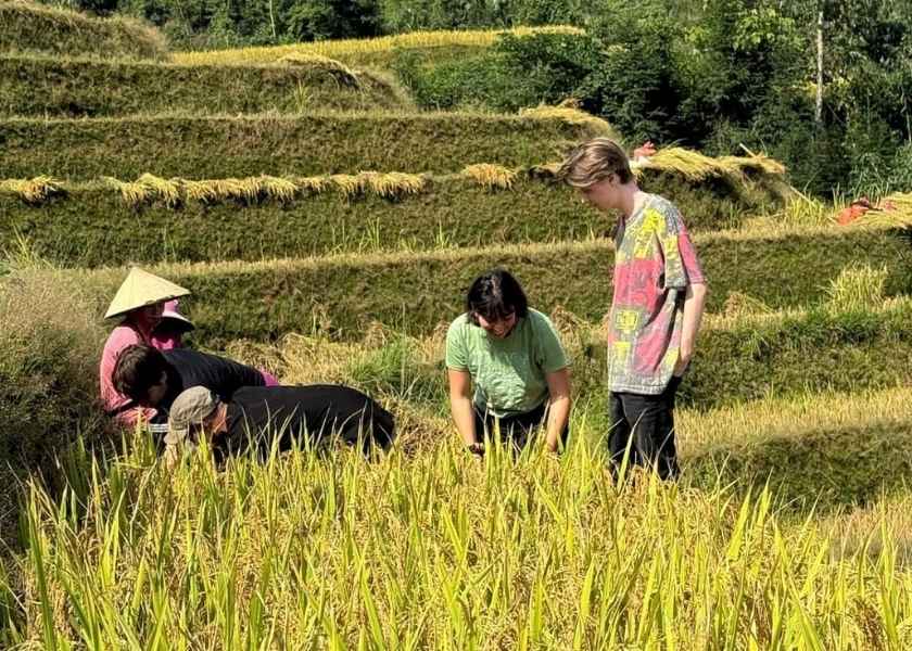 Young Western tourists harvesting golden rice paddies on Sapa terraces with local farmers in Vietnam.