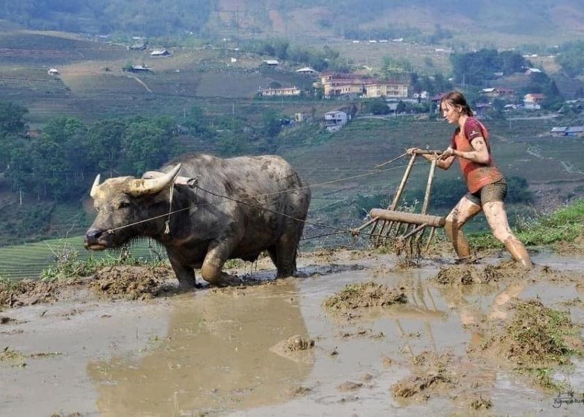 Western tourist woman ploughing a muddy rice terrace with a water buffalo in Sapa, Vietnam
