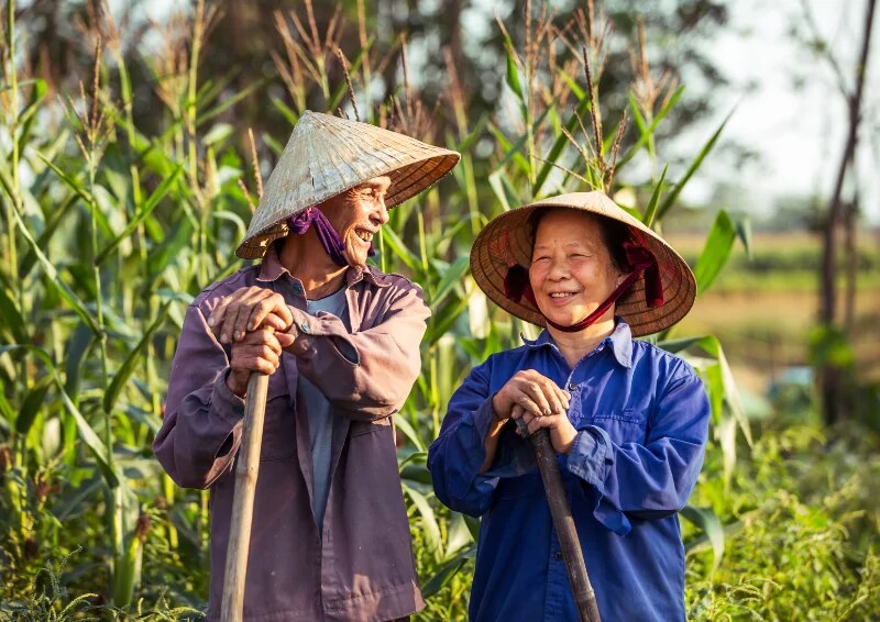 The image of conical hats in the North is always associated with farmers.