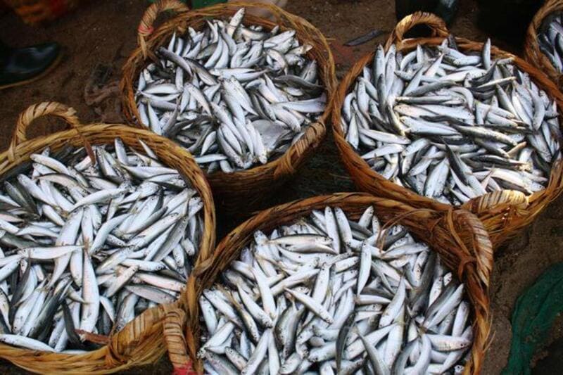 Anchovies are used to make the best nuoc mam