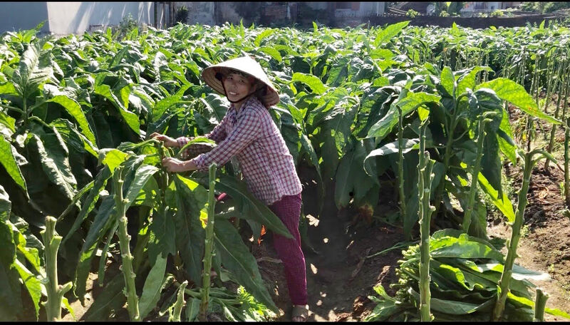 Vietnamese tobacco garden