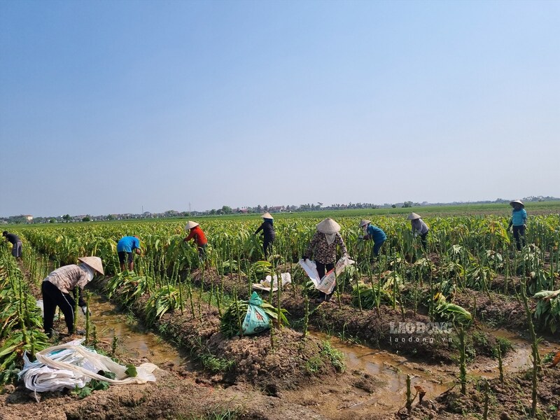 People in Pu Luong are harvesting tobacco