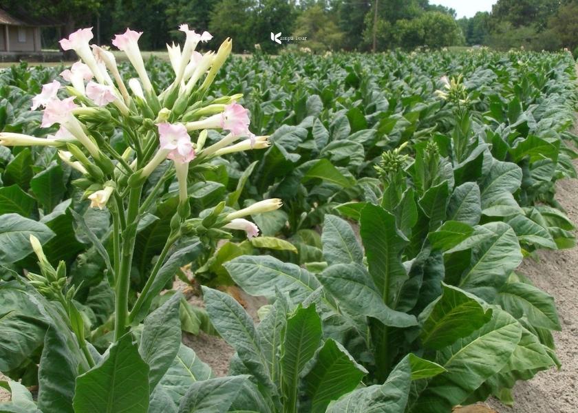 Vietnamese tobacco garden in Ha Giang