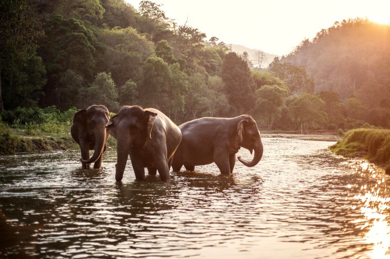 santuario de elefantes en tailandia